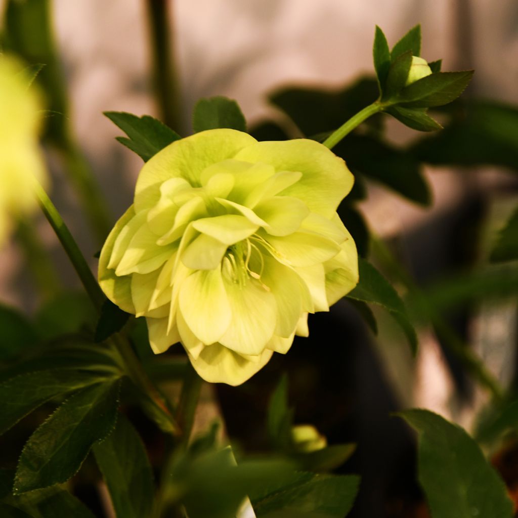 Idänjouluruusu Double Yellow
