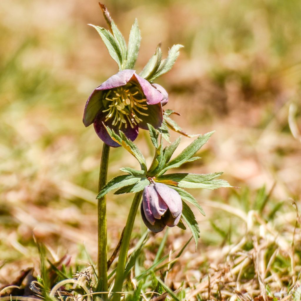 Punajouluruusu - Helleborus purpurascens