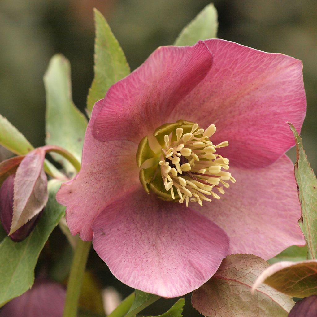 Punajouluruusu - Helleborus purpurascens