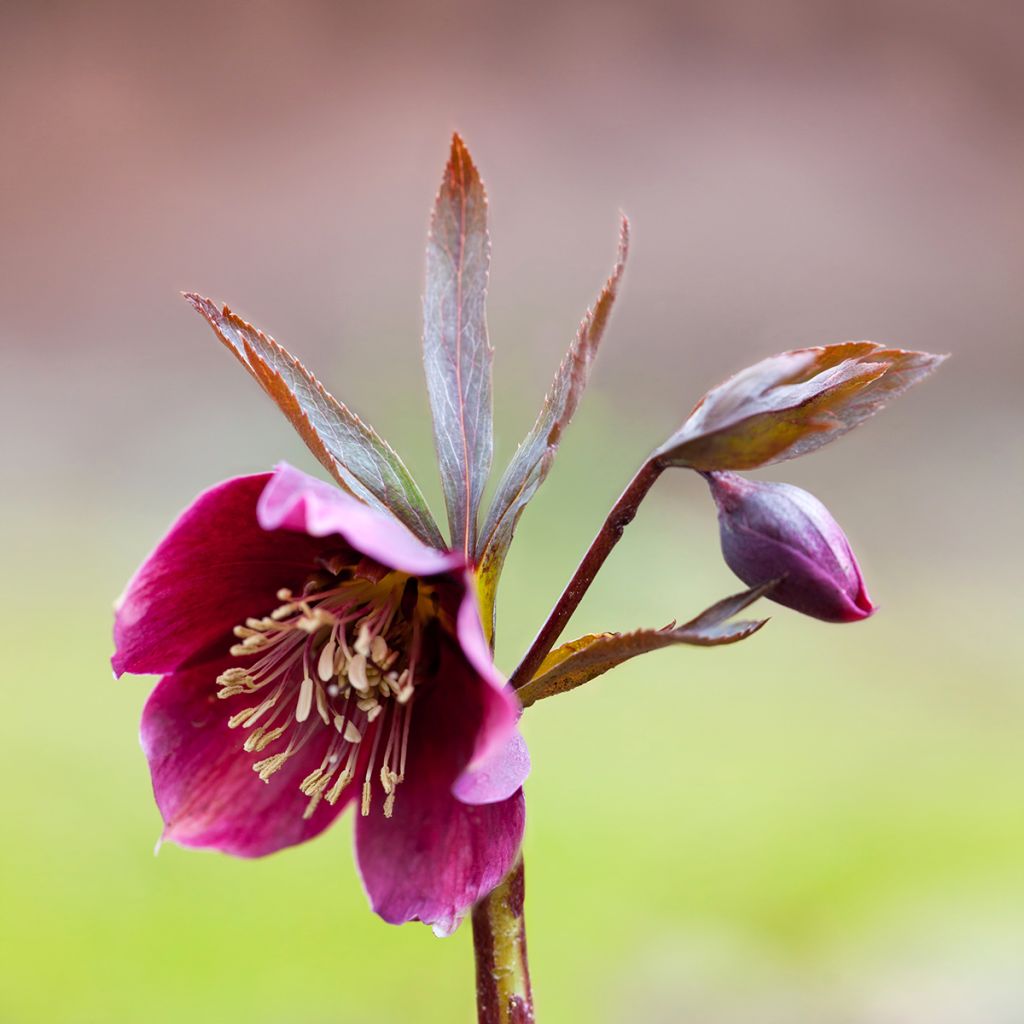 Punajouluruusu - Helleborus purpurascens
