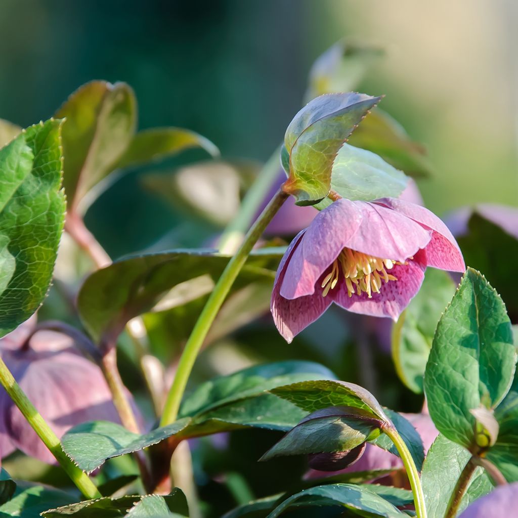 Punajouluruusu - Helleborus purpurascens