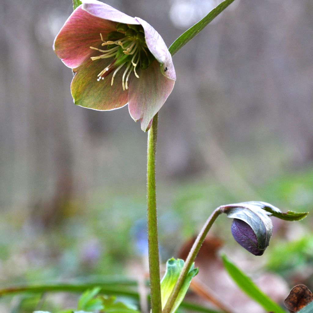 Punajouluruusu - Helleborus purpurascens