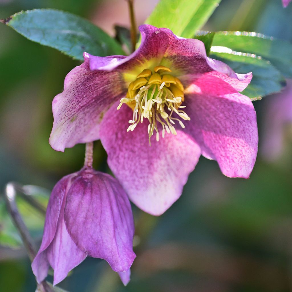 Punajouluruusu - Helleborus purpurascens