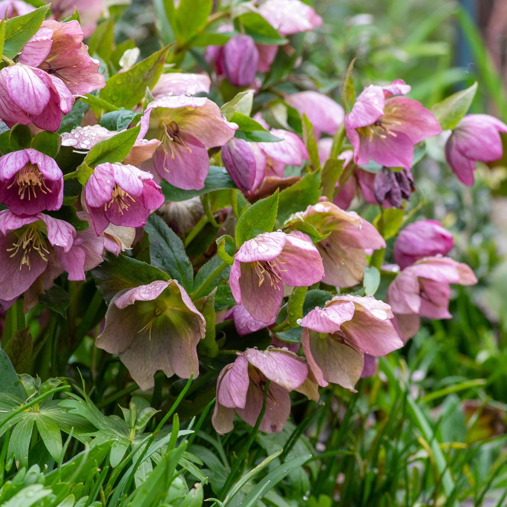 Punajouluruusu - Helleborus purpurascens