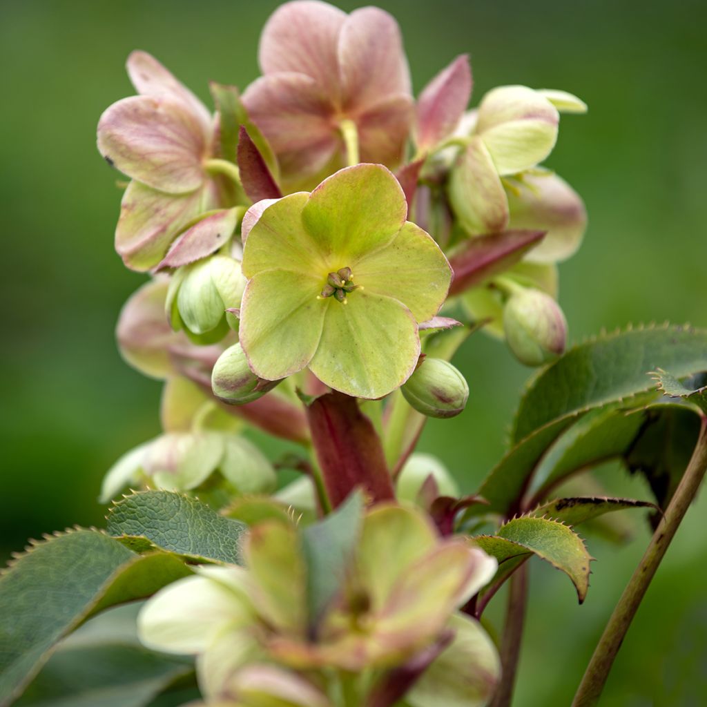 Jouluruusu - Helleborus x sternii