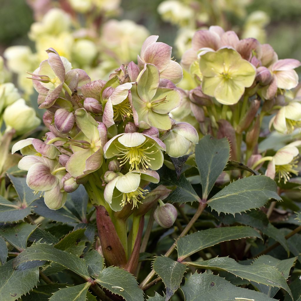 Jouluruusu - Helleborus x sternii
