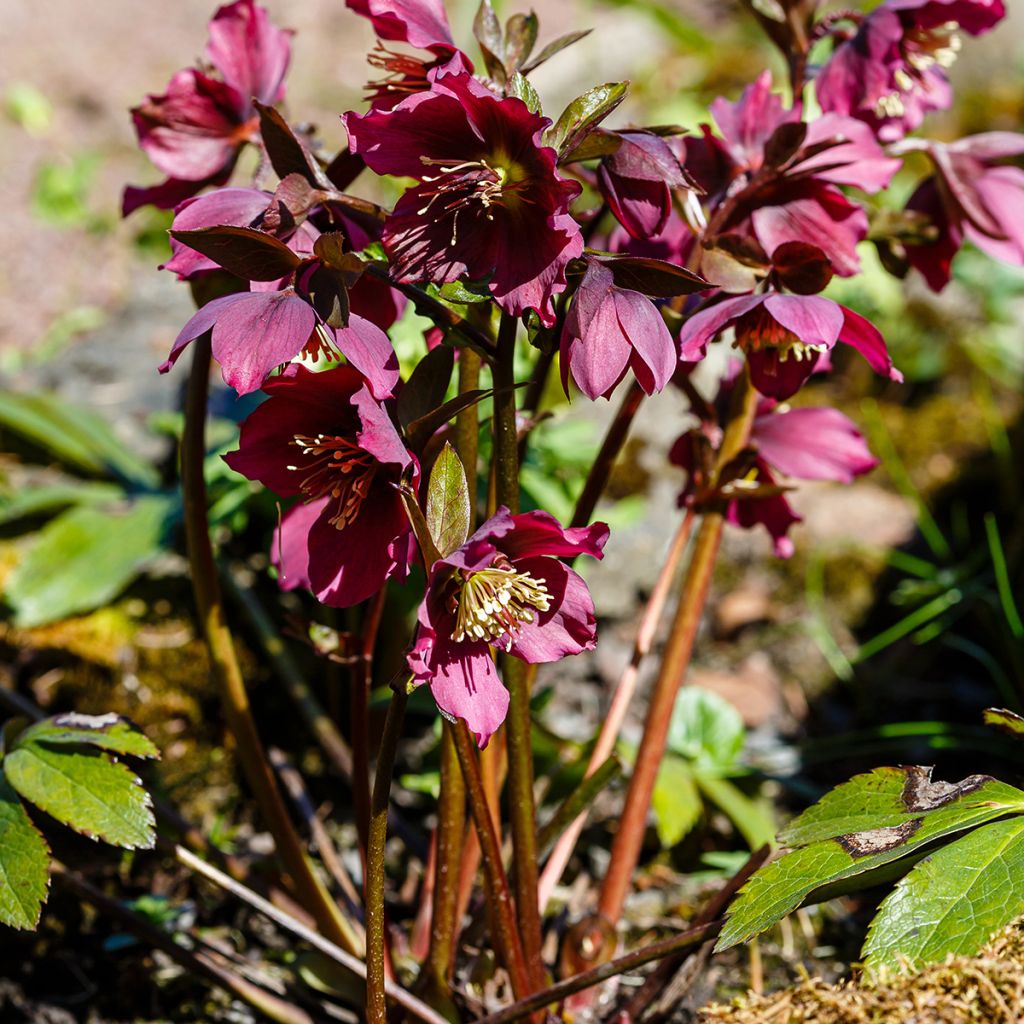 Idänjouluruusu - Helleborus orientalis subsp. abchasicus