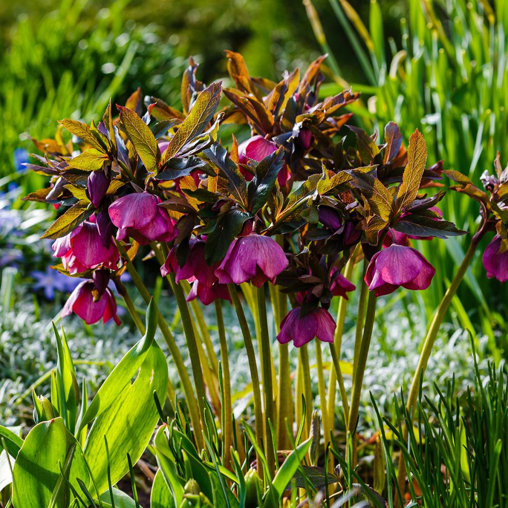 Idänjouluruusu - Helleborus orientalis subsp. abchasicus