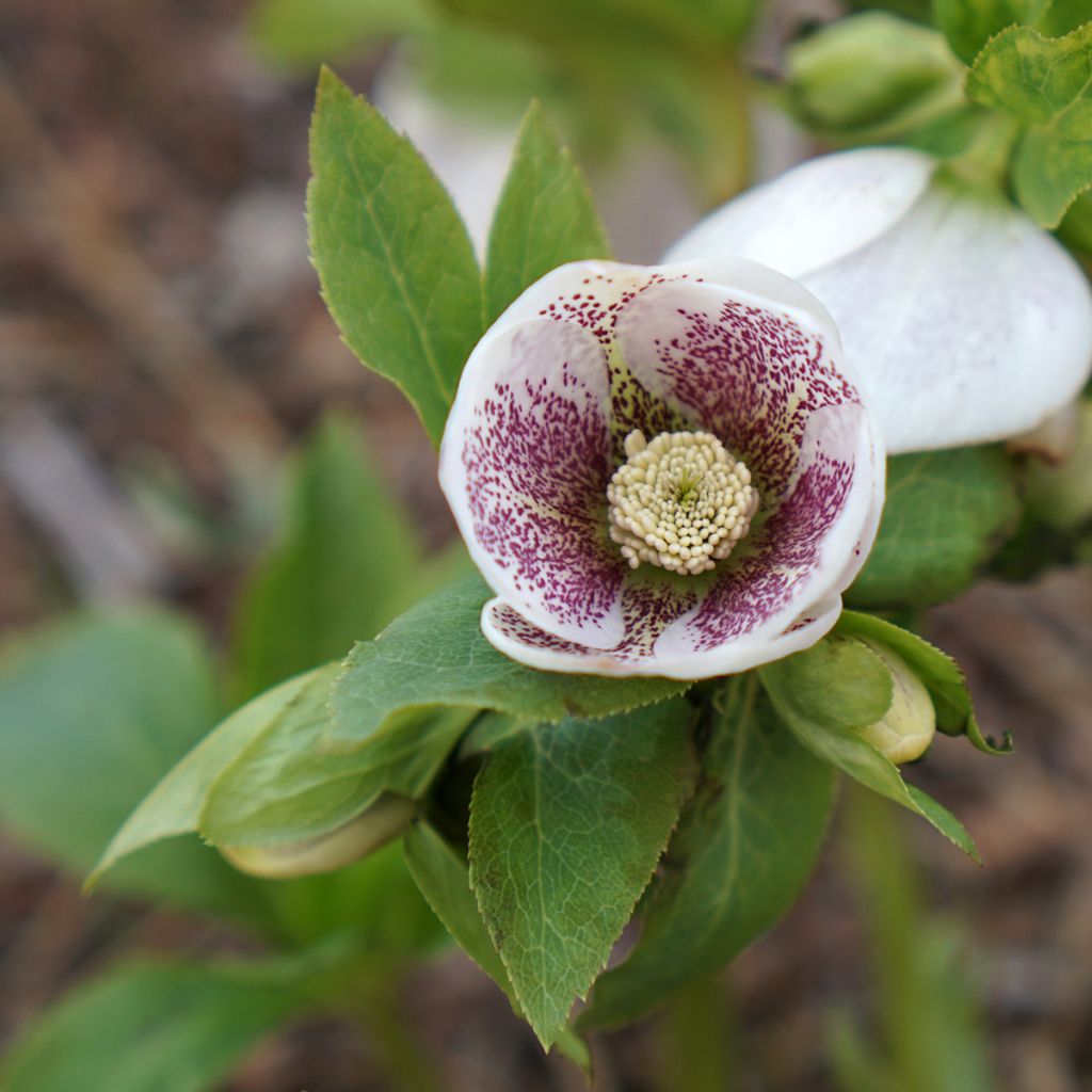 Tarhajouluruusu Spoted hybrid