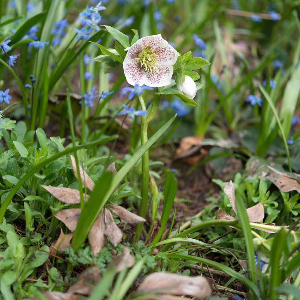 Tarhajouluruusu Spoted hybrid