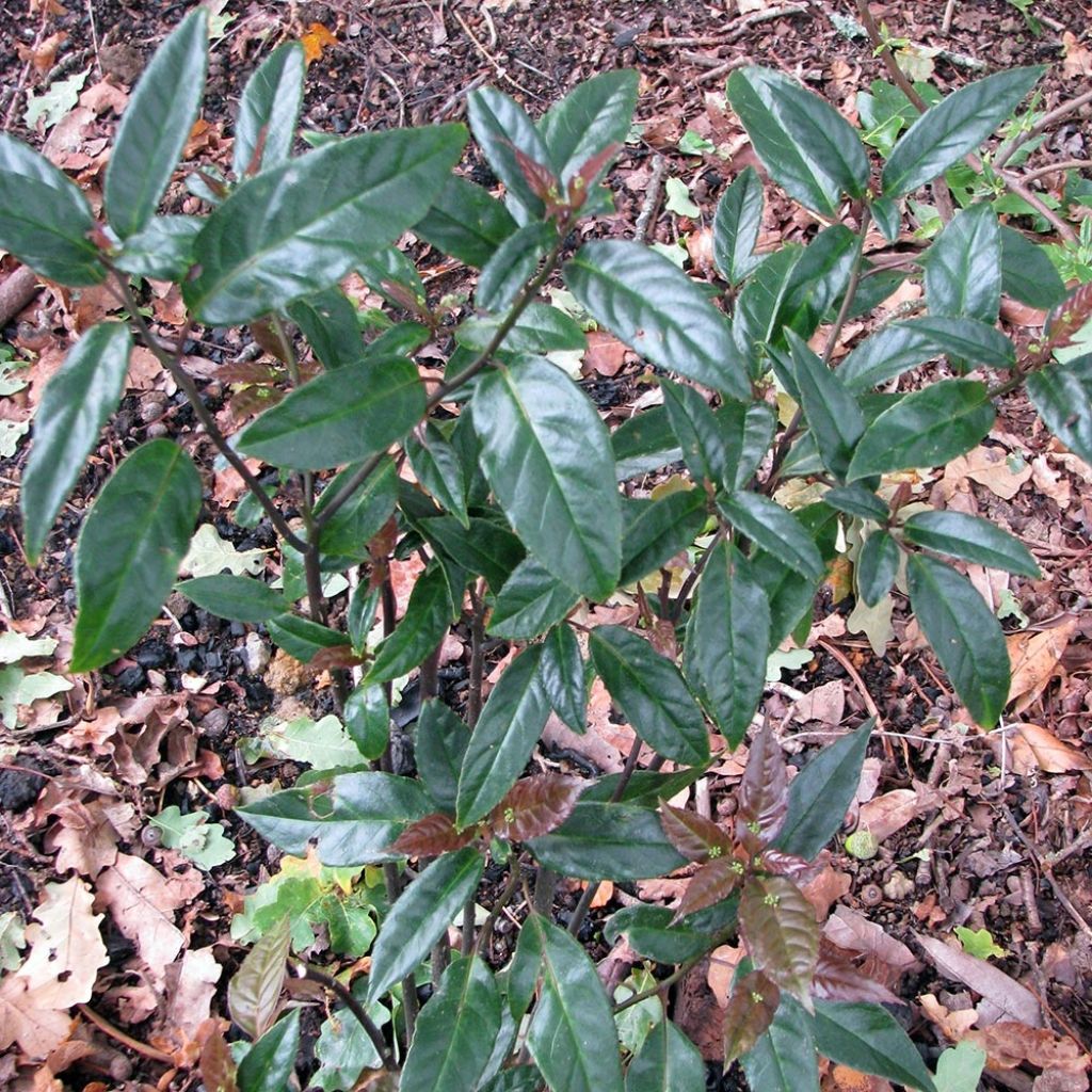 Helwingia chinensis