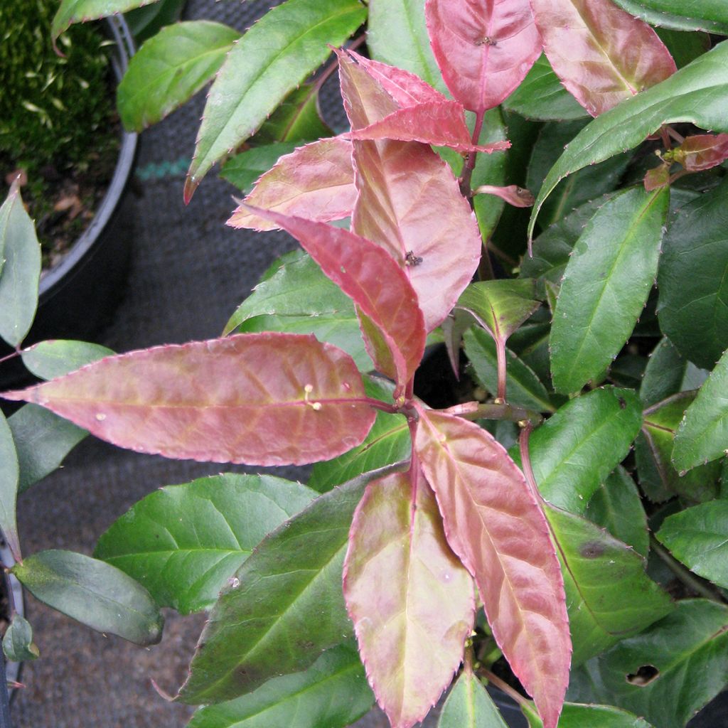 Helwingia chinensis naaras