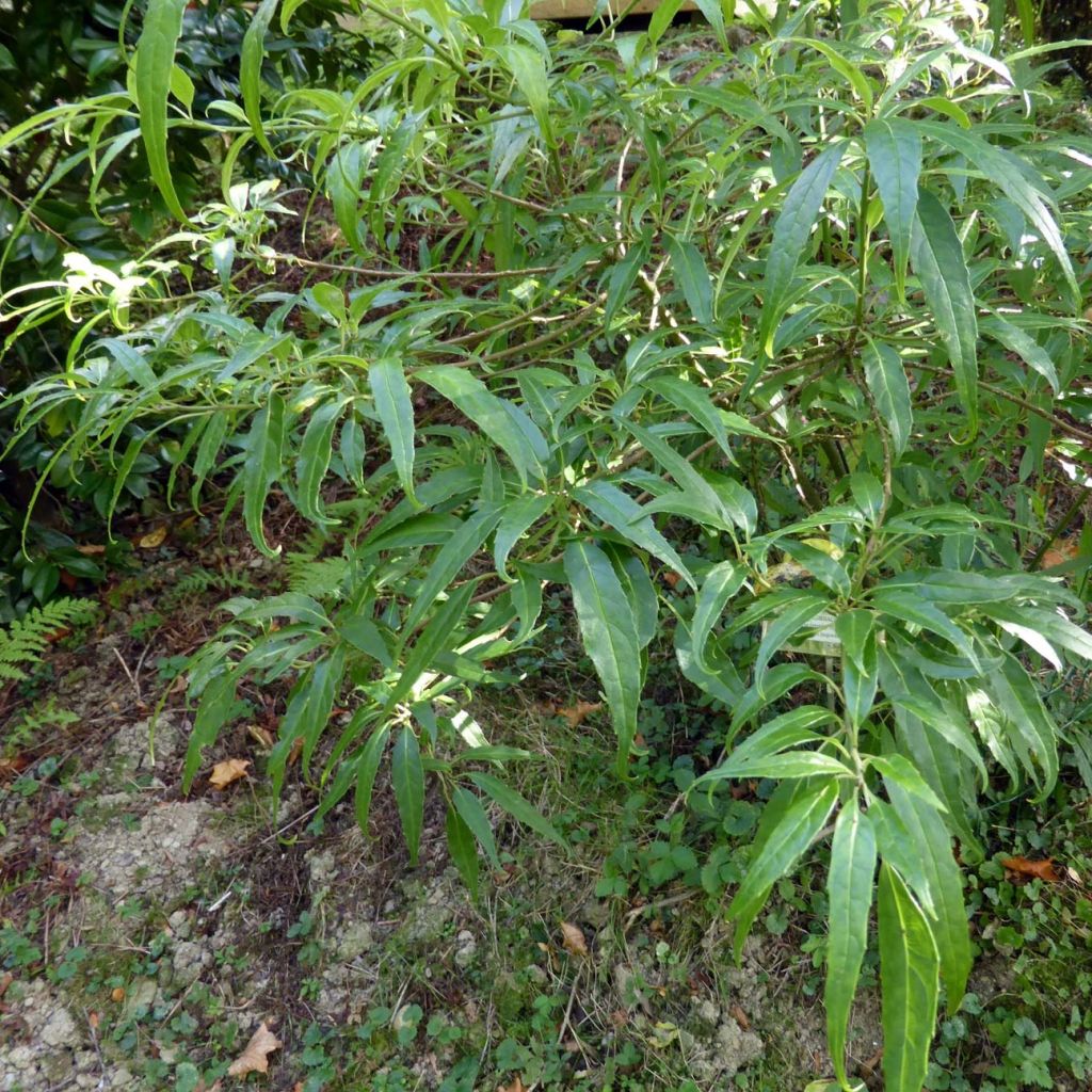 Helwingia himalaica