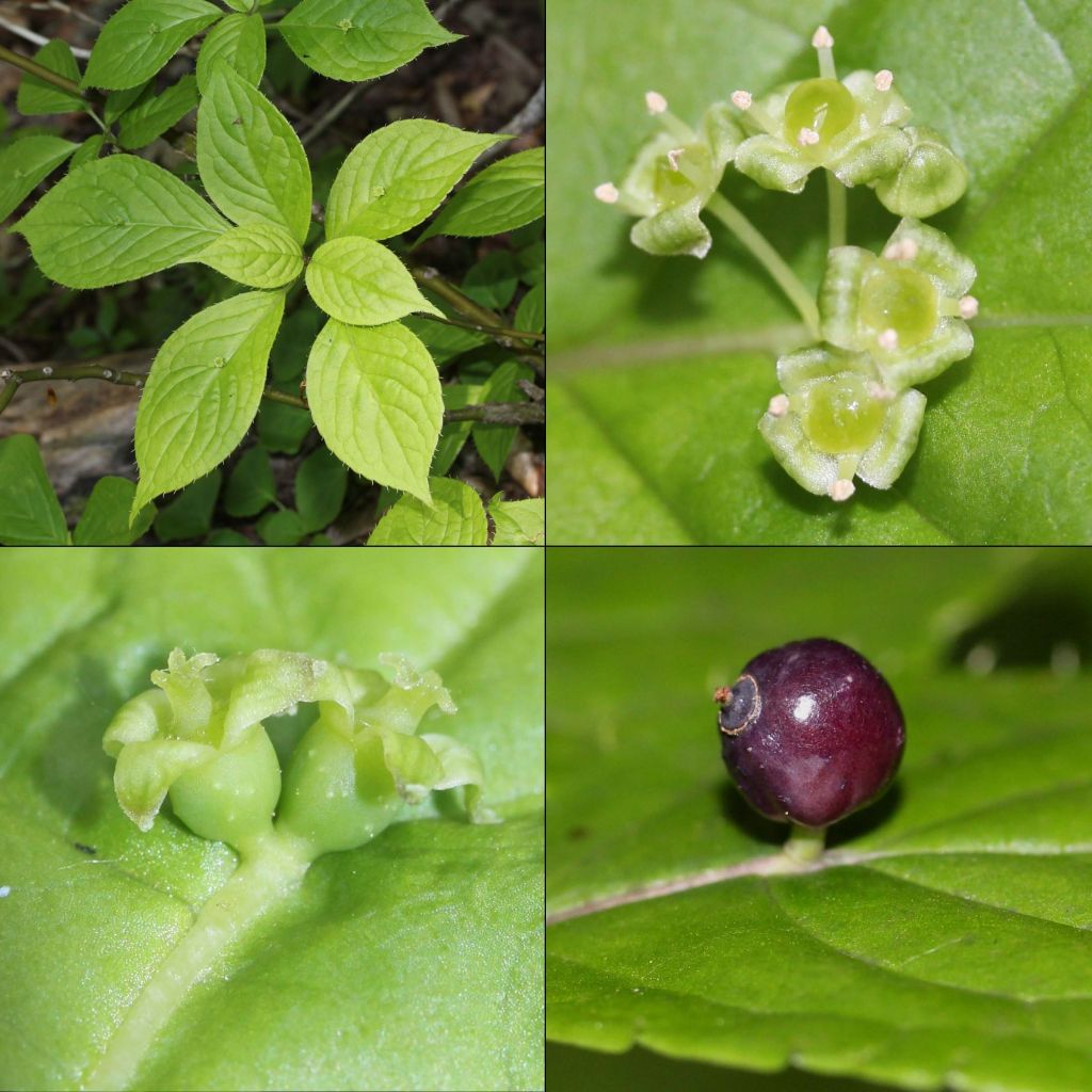 Verkkomarjalapa - Helwingia japonica
