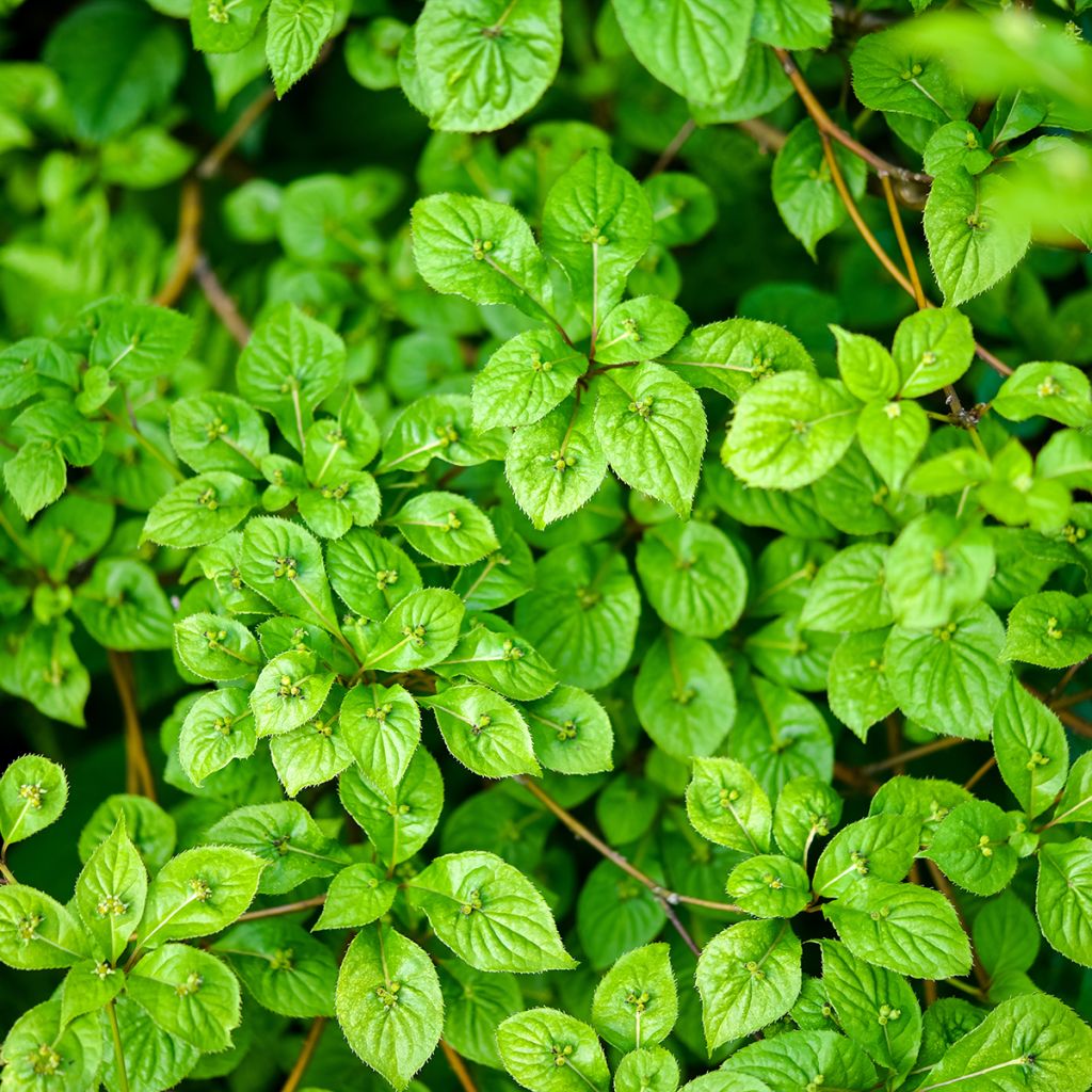 Verkkomarjalapa - Helwingia japonica