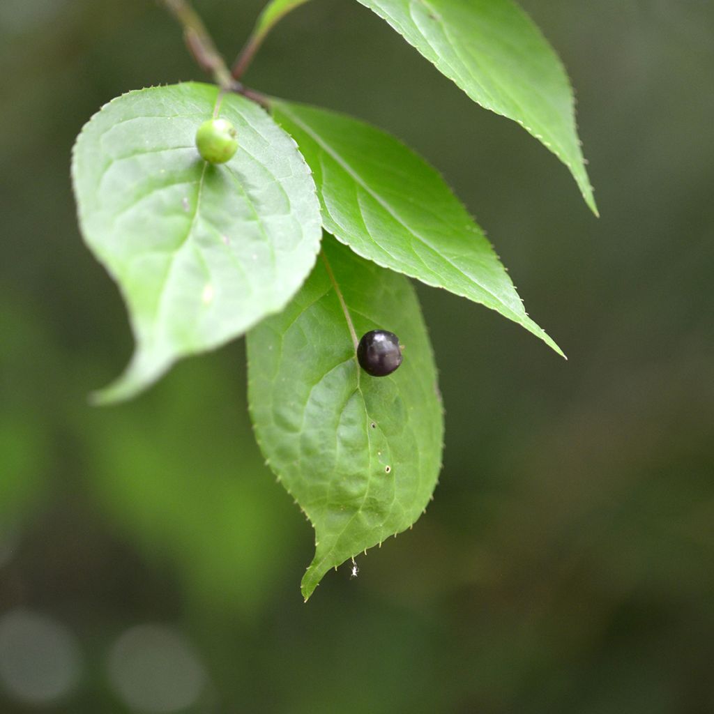 Verkkomarjalapa - Helwingia japonica
