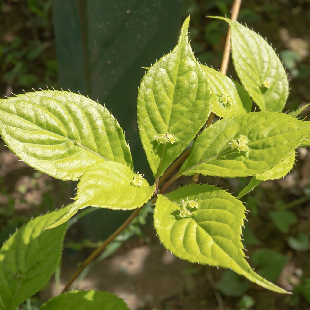 Verkkomarjalapa - Helwingia japonica