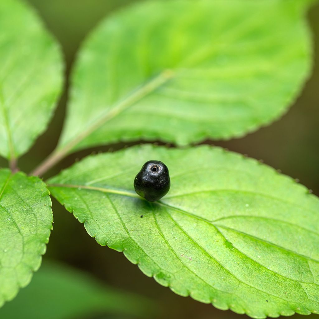 Verkkomarjalapa naaras - Helwingia japonica
