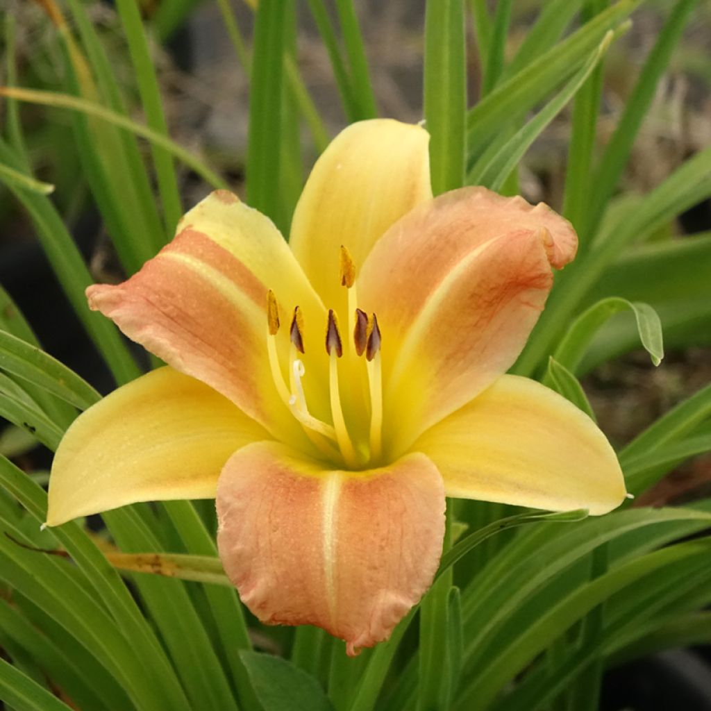 Tarhapäivänlilja Everydaylily Punch Yellow