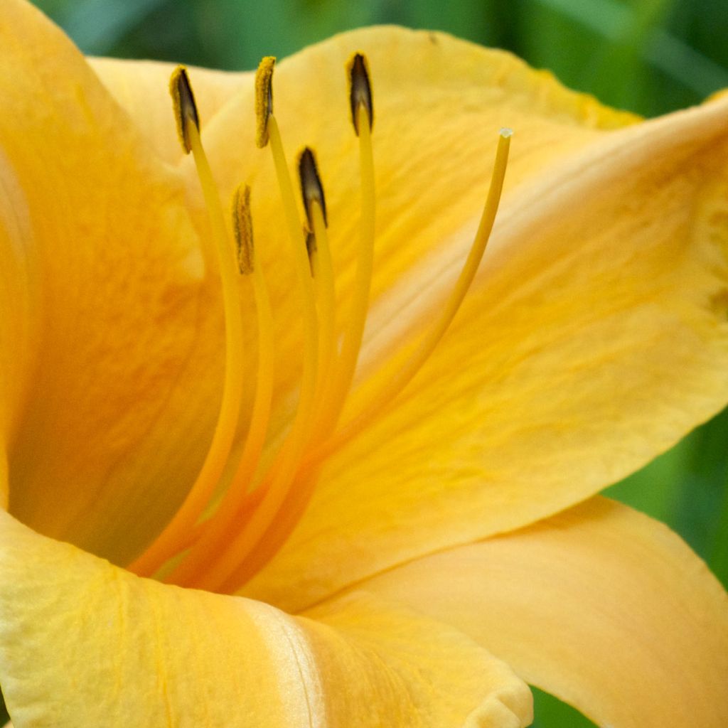 Hémérocalle Ruffled Apricot