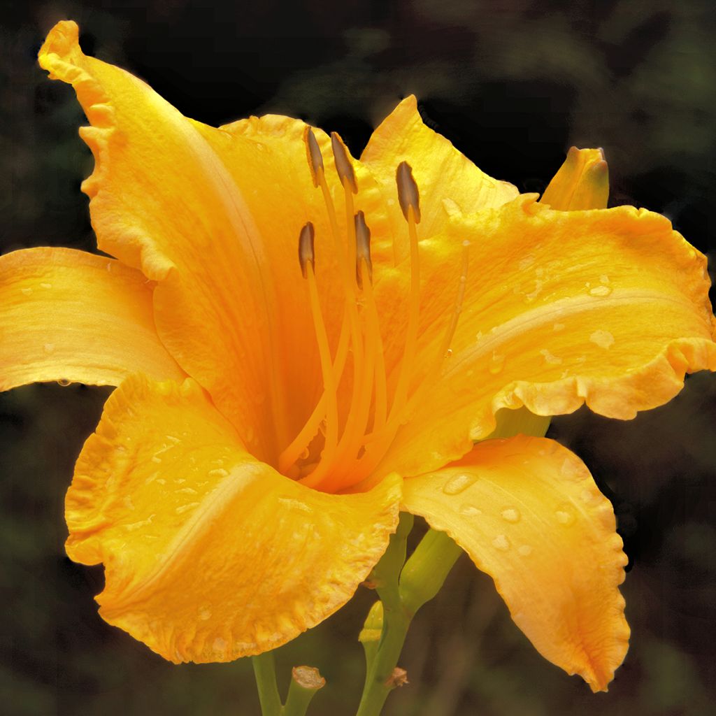 Tarhapäivänlilja Ruffled Apricot