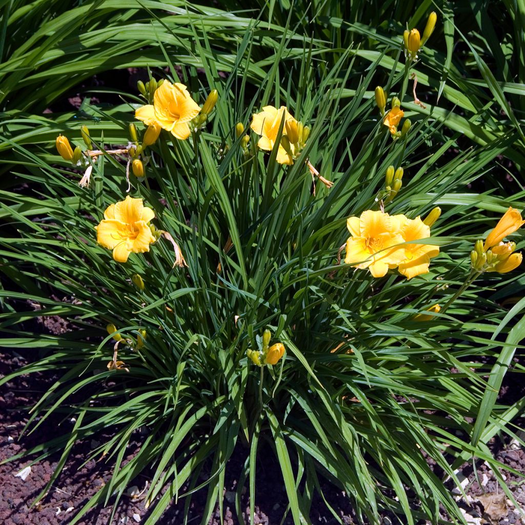 Tarhapäivänlilja Stella de Oro