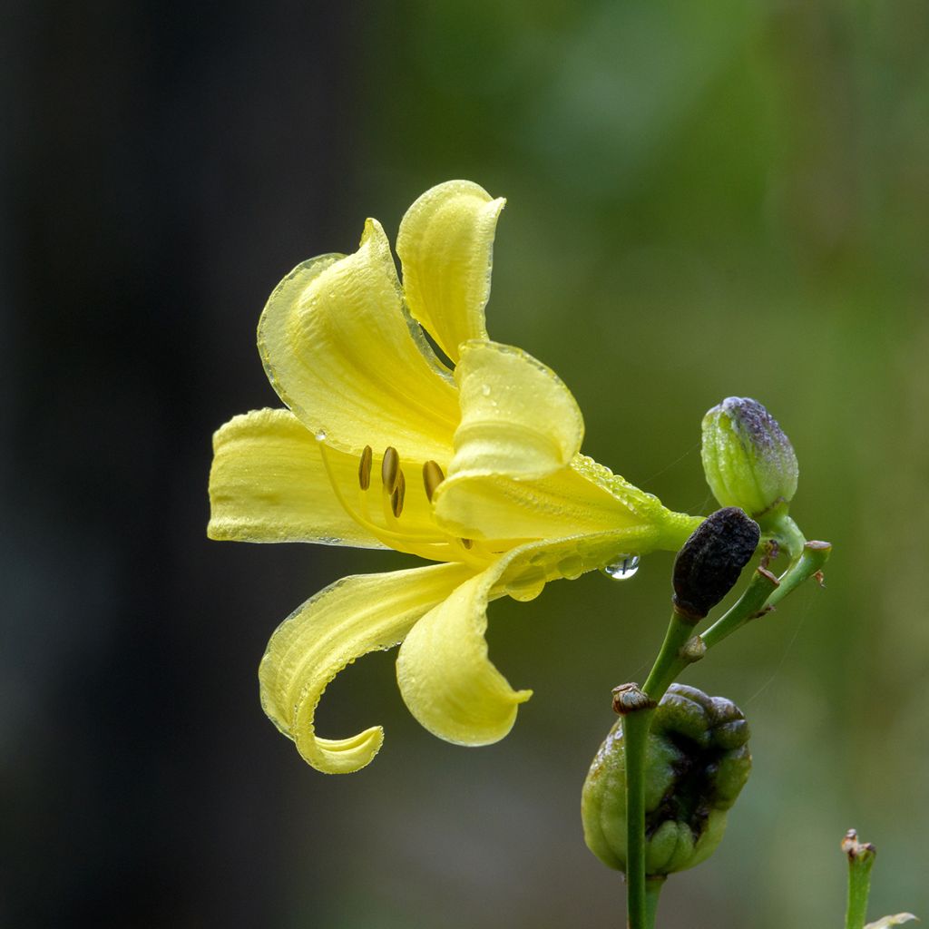 Syyspäivänlilja - Hemerocallis citrina