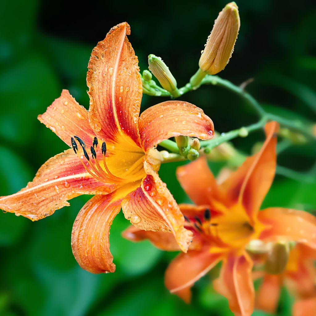 Rusopäivänlilja - Hemerocallis fulva