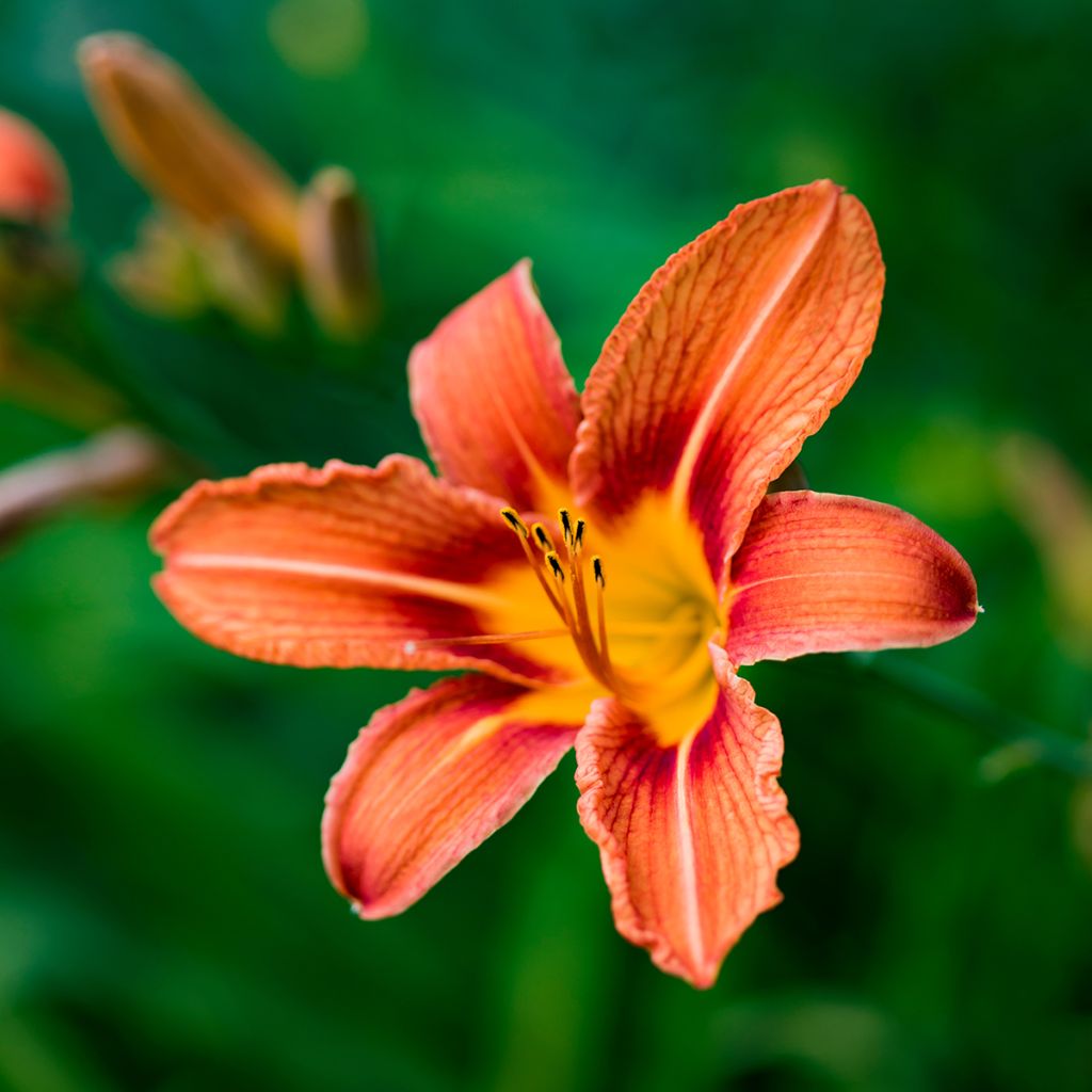 Rusopäivänlilja - Hemerocallis fulva