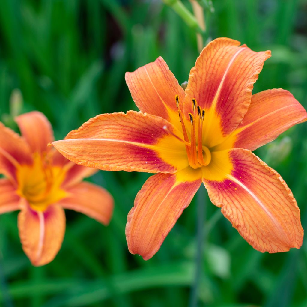 Rusopäivänlilja - Hemerocallis fulva