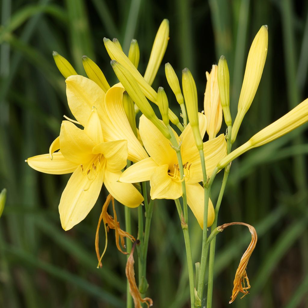 Keltapäivänlilja - Hemerocallis lilioasphodelus
