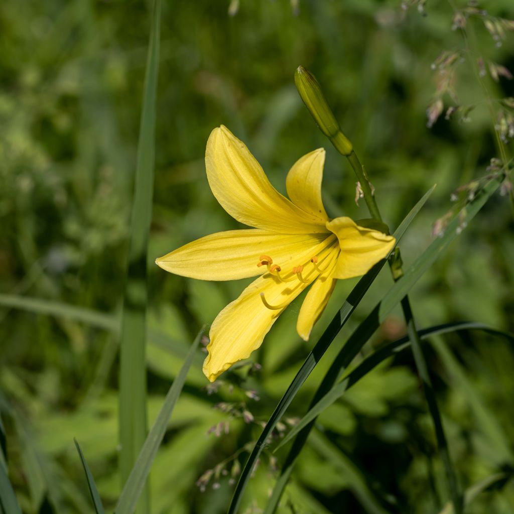 Keltapäivänlilja - Hemerocallis lilioasphodelus