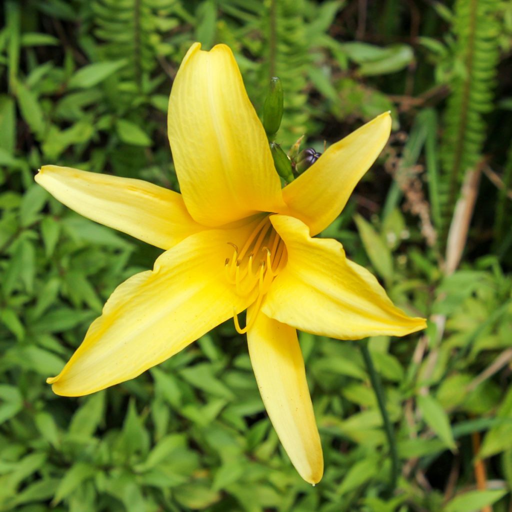 Keltapäivänlilja - Hemerocallis lilioasphodelus