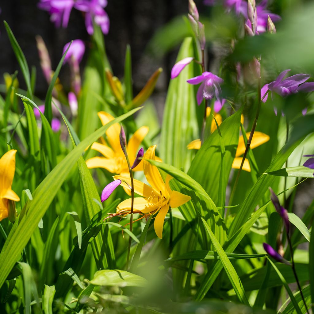 Kultapäivänlilja - Hemerocallis middendorffii