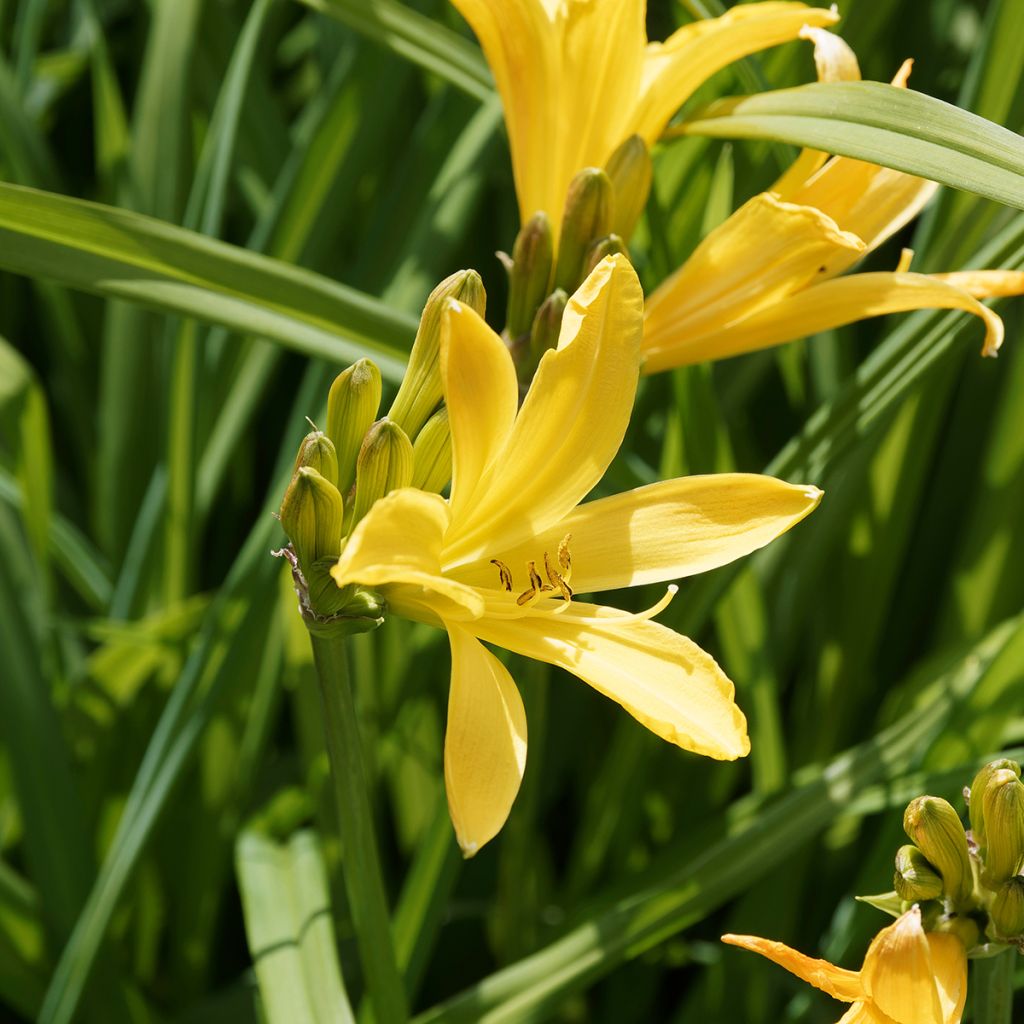 Kultapäivänlilja - Hemerocallis middendorffii