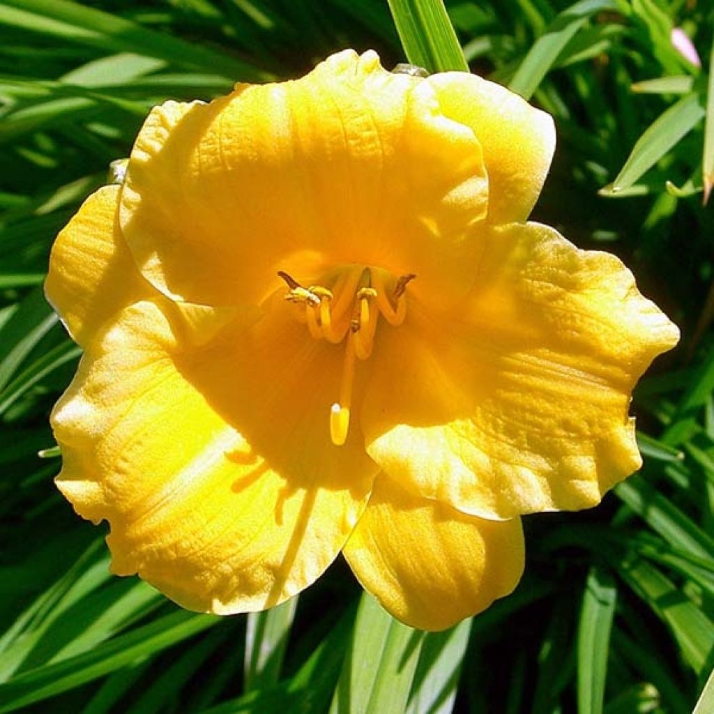 Tarhapäivänlilja Stella de Oro