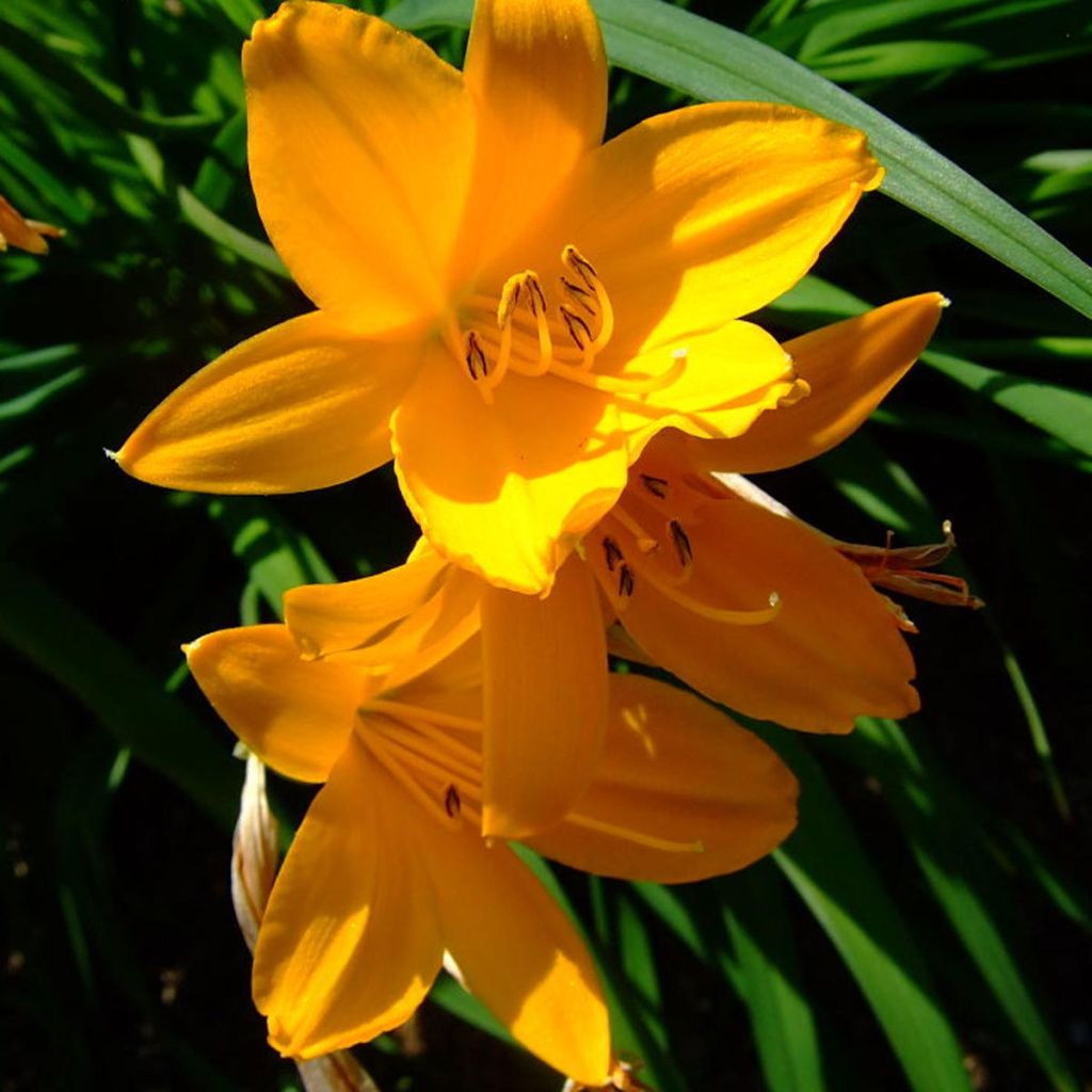 Kultapäivänlilja - Hemerocallis middendorffii