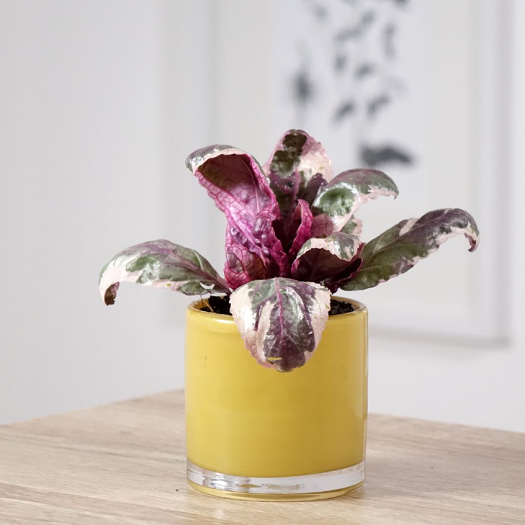 Purppurapronssilehti Snow White