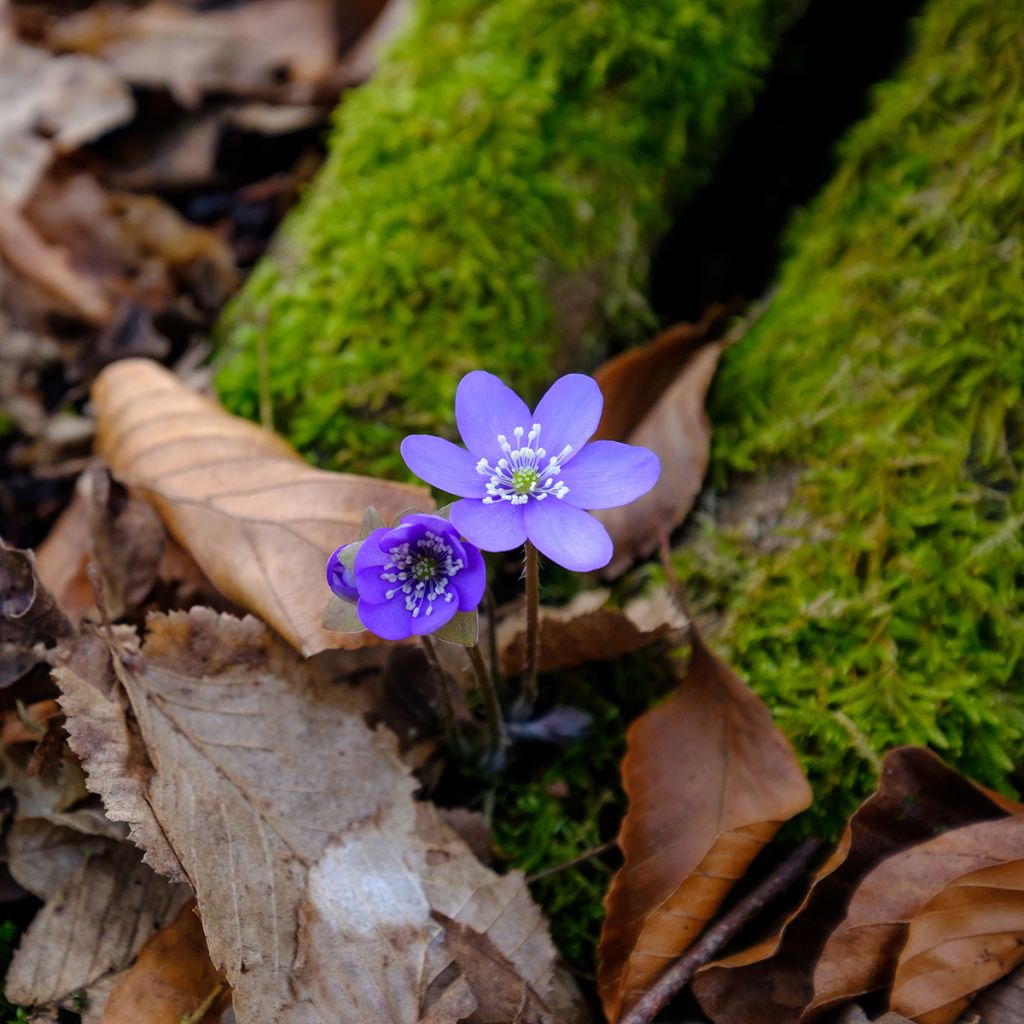 Sinivuokko - Hepatica nobilis