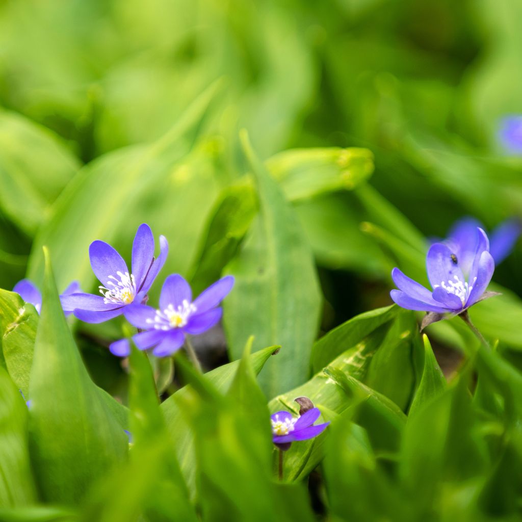 Sinivuokko - Hepatica nobilis