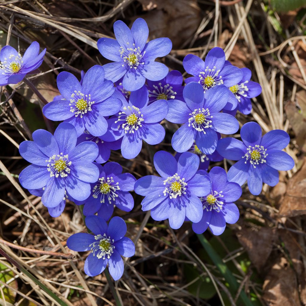 Sinivuokko - Hepatica nobilis