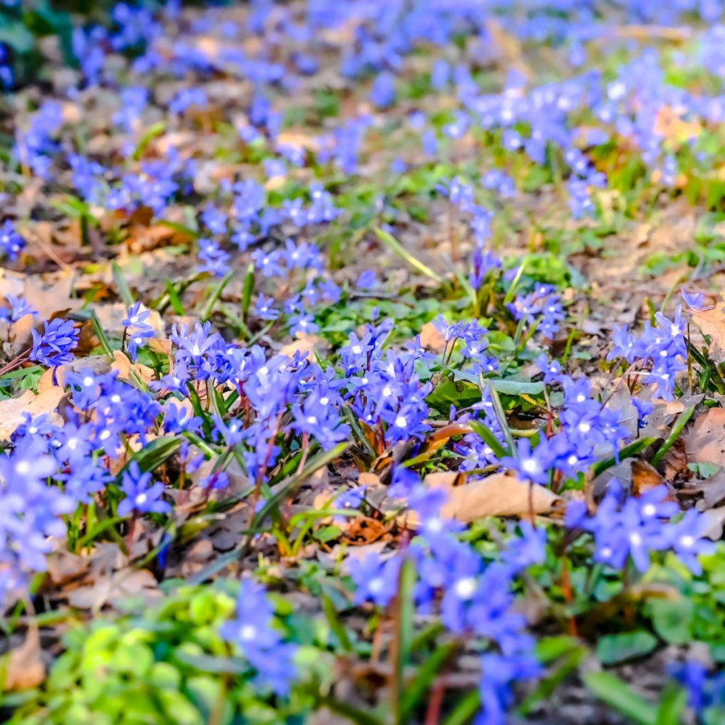 Sinivuokko - Hepatica nobilis