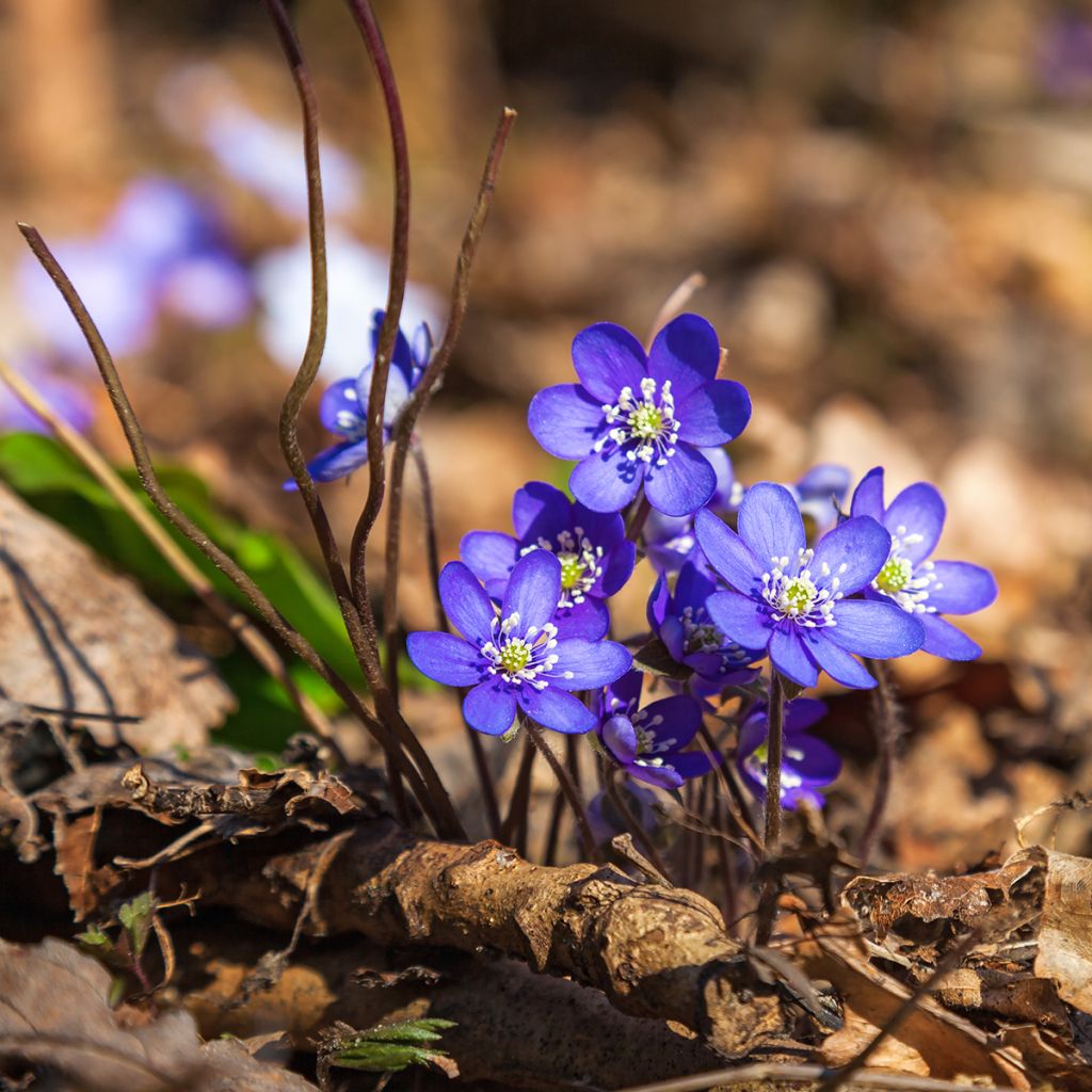 Sinivuokko - Hepatica nobilis