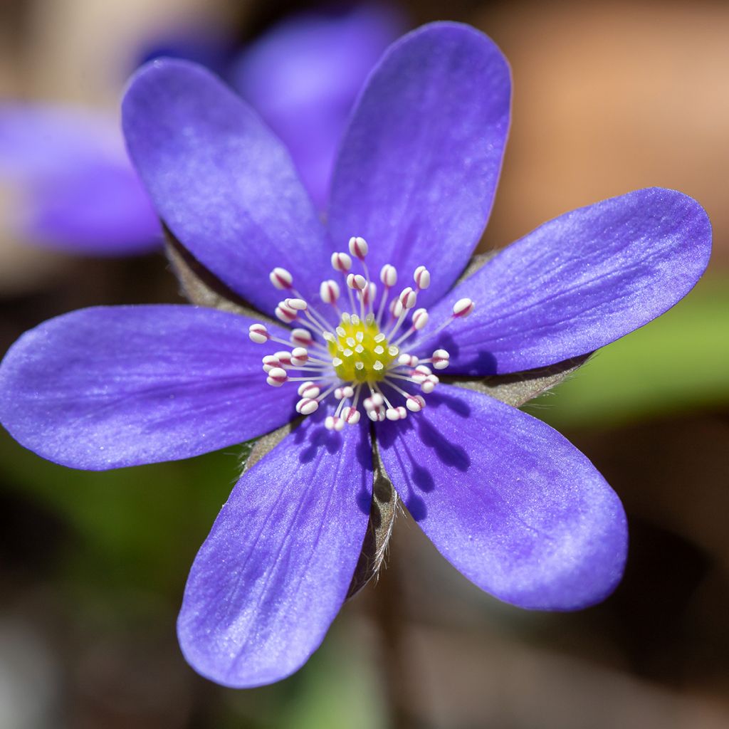Sinivuokko - Hepatica nobilis