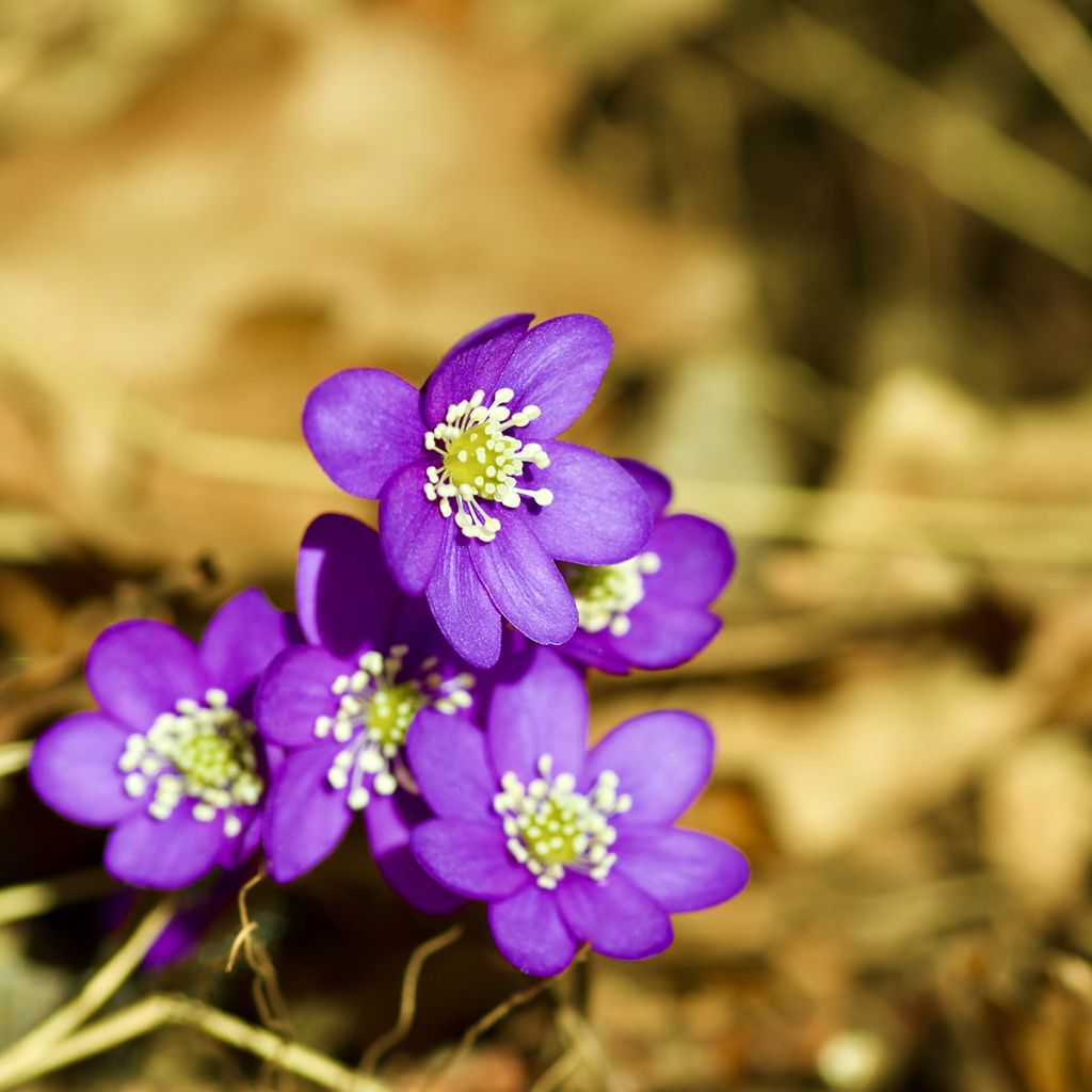 Sinivuokko Purple Forest