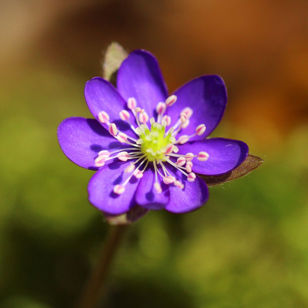 Sinivuokko Purple Forest