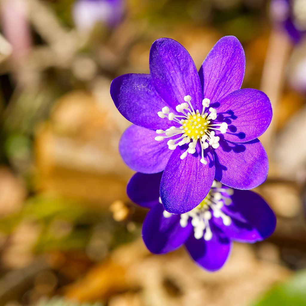 Sinivuokko Purple Forest