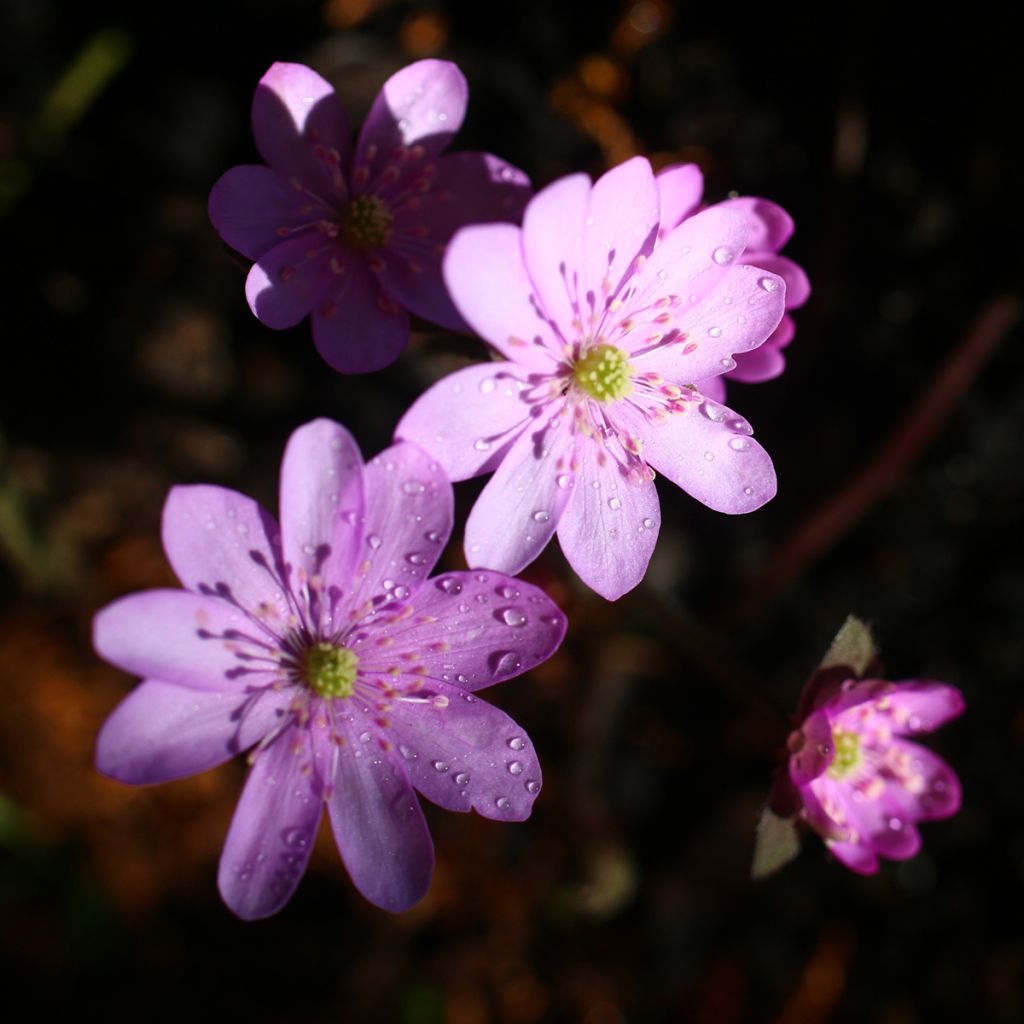 Sinivuokko Rosea