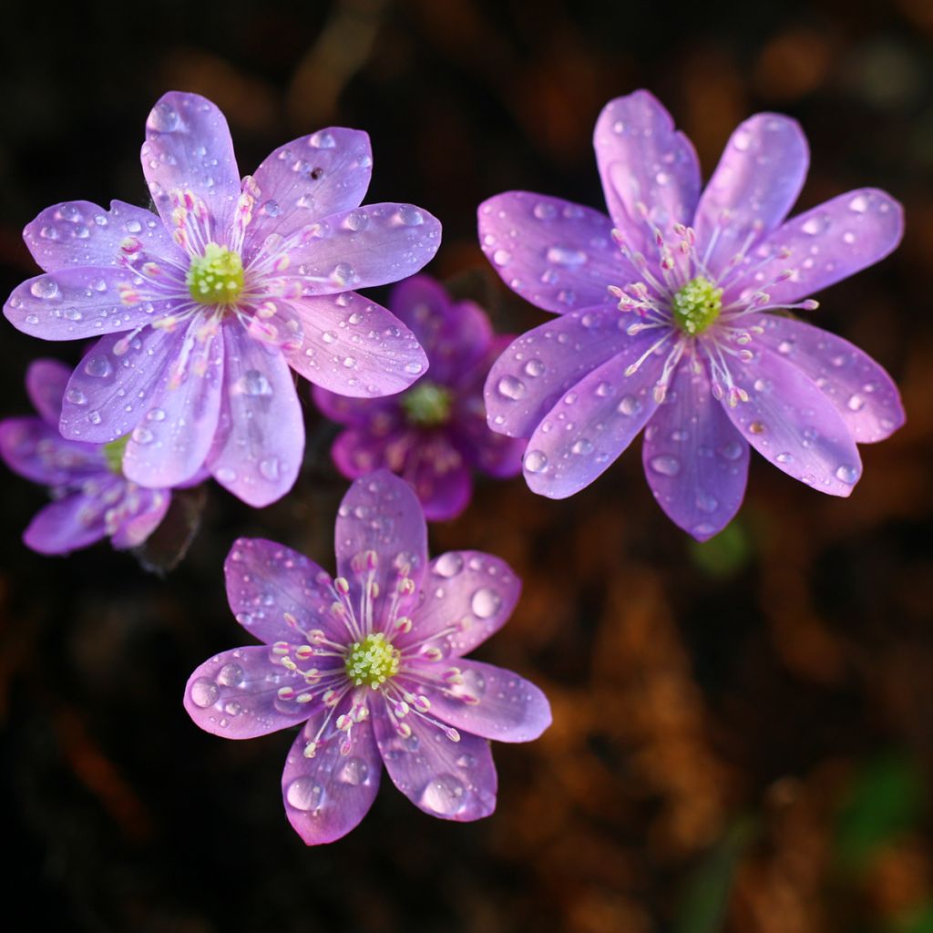 Sinivuokko Rosea