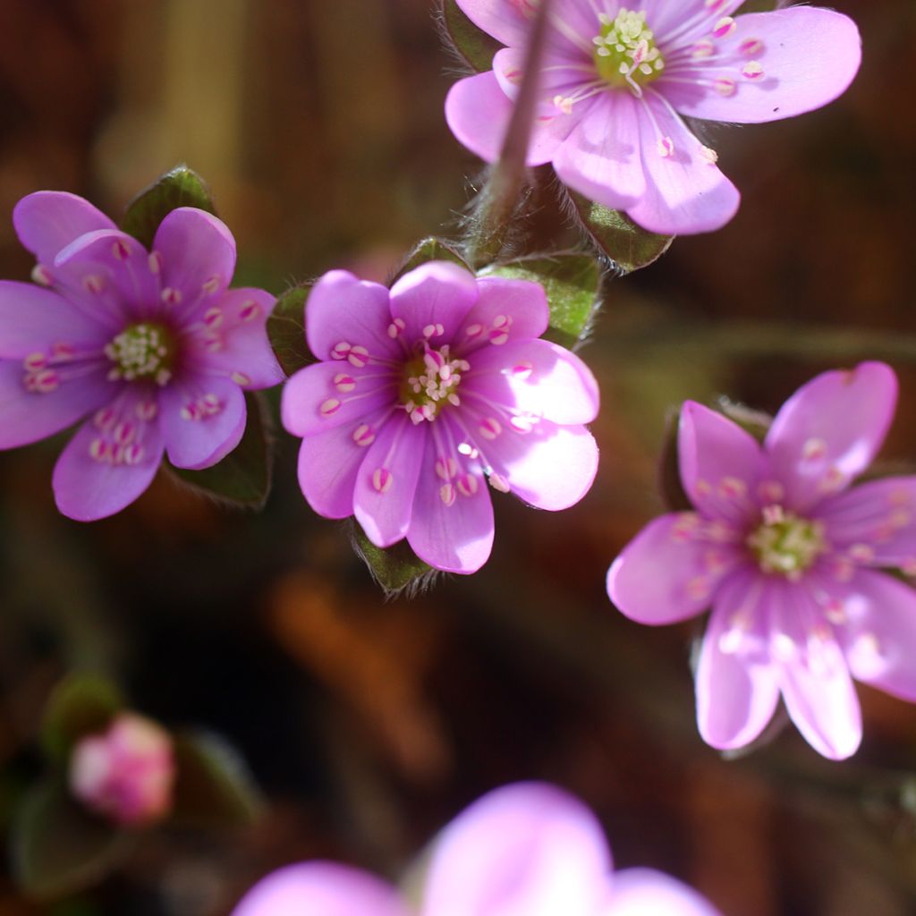 Sinivuokko Rosea